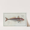 Trigla Cuculus, The Red Gurnard. (1785-1797) by Marcus Elieser Bloch