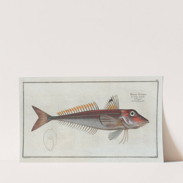 Trigla Cuculus, The Red Gurnard. (1785-1797) by Marcus Elieser Bloch