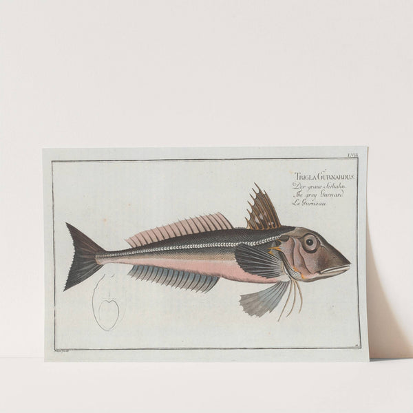 Trigla Gurnardus, The grey Gurnard. by Marcus Elieser Bloch