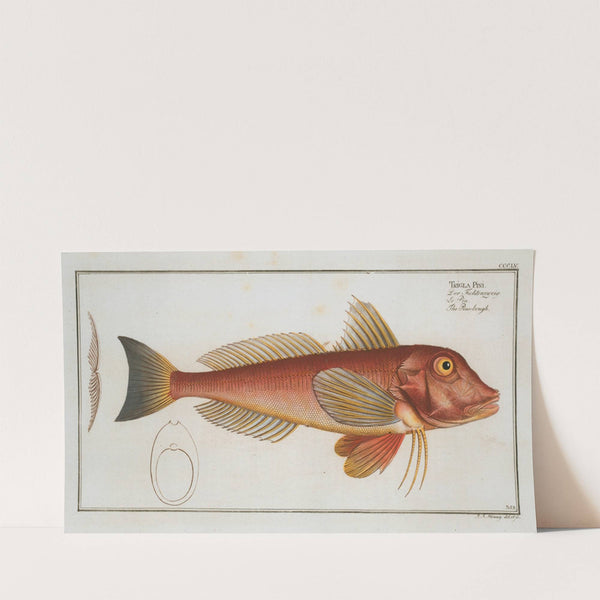 Trigla Pini, The Pine-bough. (1785-1797) by Marcus Elieser Bloch