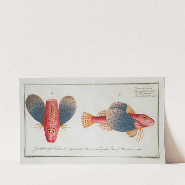 Trigla punctata, The punctulated Trigla. (1785-1797) by Marcus Elieser Bloch