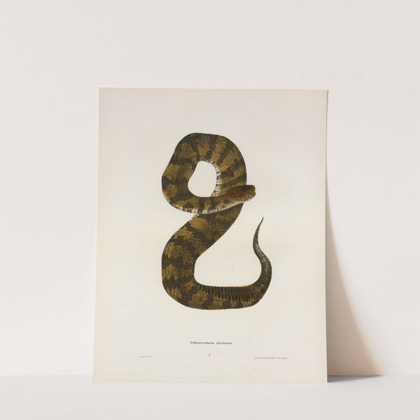 Trigonocephalus piscivorus. by John Edwards Holbrook