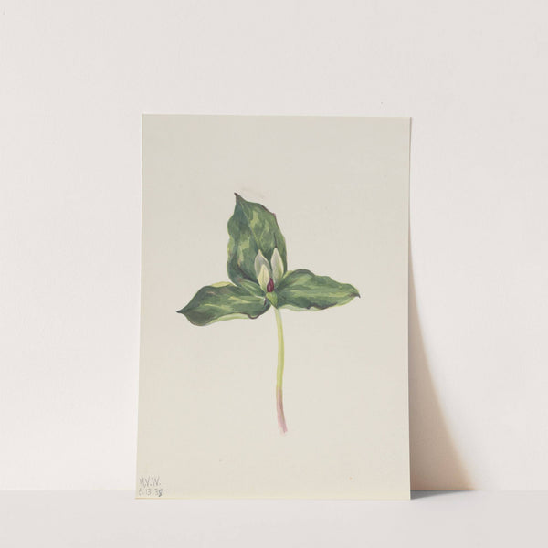 Trillium discolor (1938) by Mary Vaux Walcott
