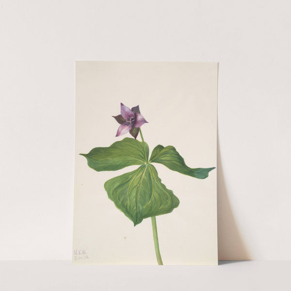 Trillium erectum (1938) by Mary Vaux Walcott