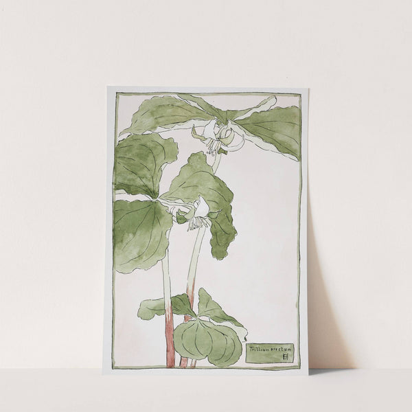 Trillium Erectum by Hannah Borger Overbeck