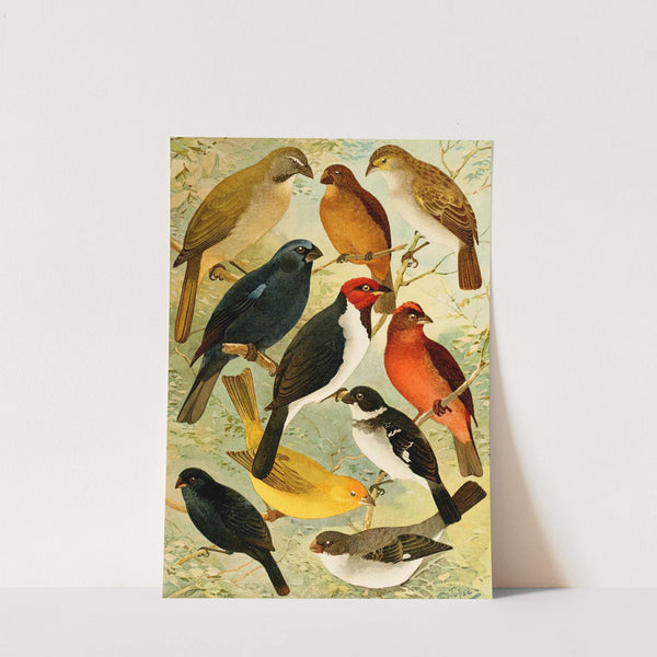 Trinca-ferro, Azulão, Cardeal, Gallo do mato, Serra-serra, Colleiro, Cigarra by Emil August Göldi