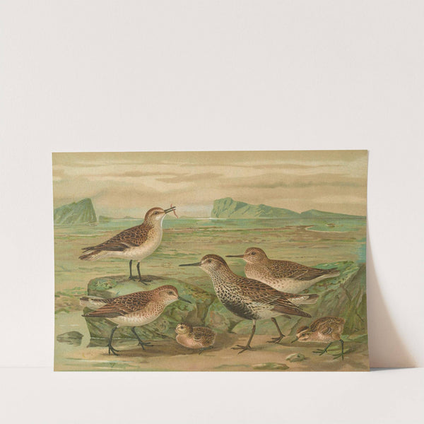 Tringa alpina Schinzi, Tringa minuta Leisl by Johann Friedrich Naumann