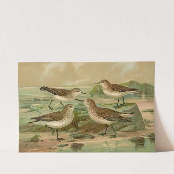 Tringa alpina, Tringa alpina Schinzi, Tringa minuta Leisl, Tringa Temmincki Leisl by Johann Friedrich Naumann