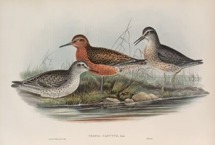 Tringa canutus. Knot. (1862-1873)