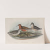 Tringa canutus. Knot. (1862-1873) by John Gould