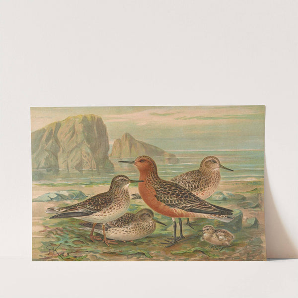 Tringa canutus, Tringa maritima by Johann Friedrich Naumann