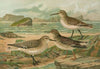 Tringa canutus, Tringa subarcuata, Tringa maritima Brunn