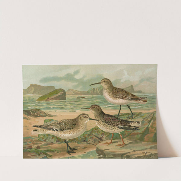 Tringa canutus, Tringa subarcuata, Tringa maritima Brunn by Johann Friedrich Naumann