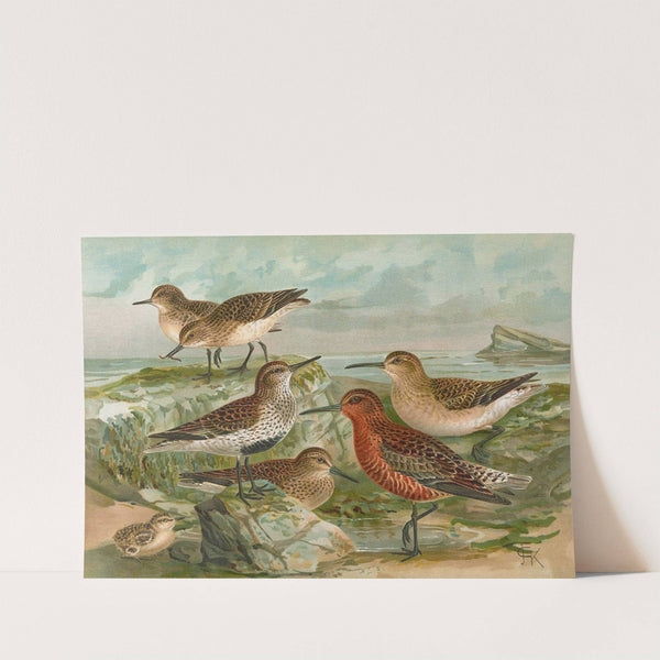 Tringa Temmincki Leisl, Tringa alpina, Tringa subarcuata by Johann Friedrich Naumann