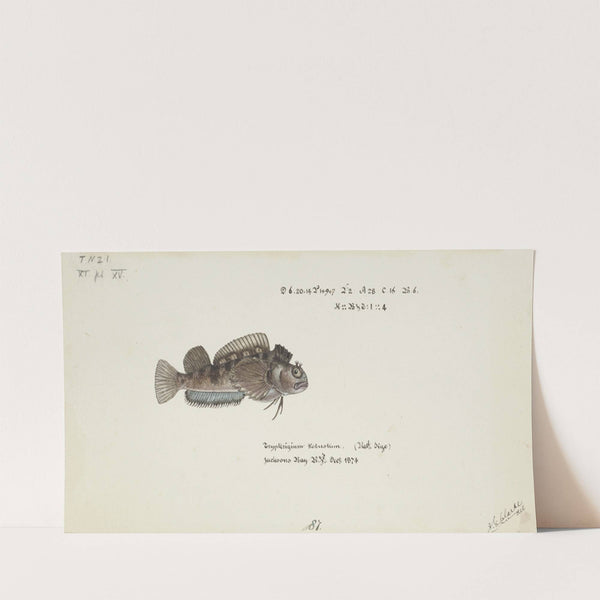 Tripterygion robustum (NZ) : Estuarine triplefin by Frank Edward Clarke