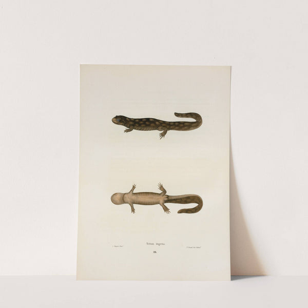 Triton ingens by John Edwards Holbrook