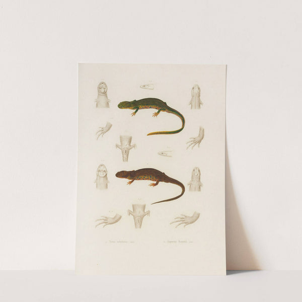 Triton nebulosus, Euproctus Rusconii by Arthus Bertrand