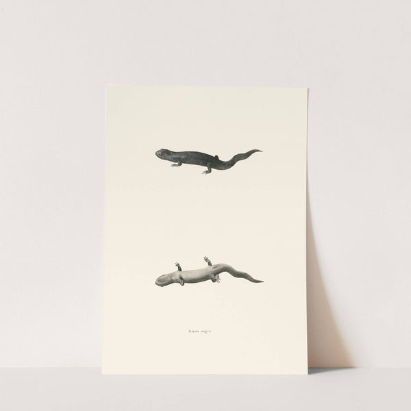 Triton nigra by John Edwards Holbrook