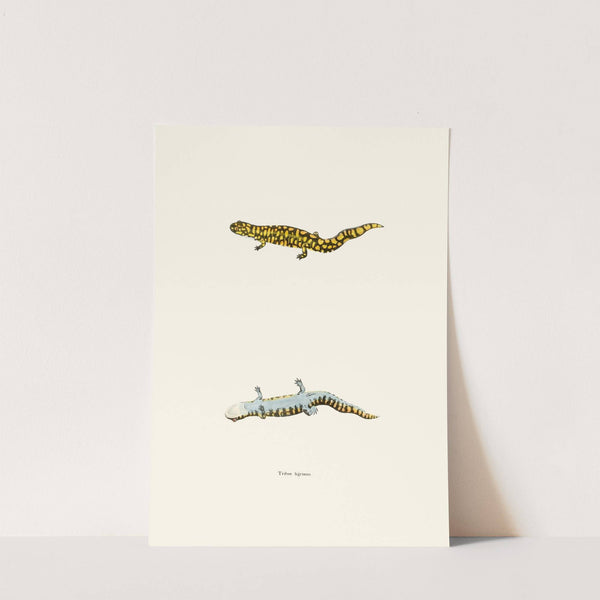 Triton tigrinus by John Edwards Holbrook