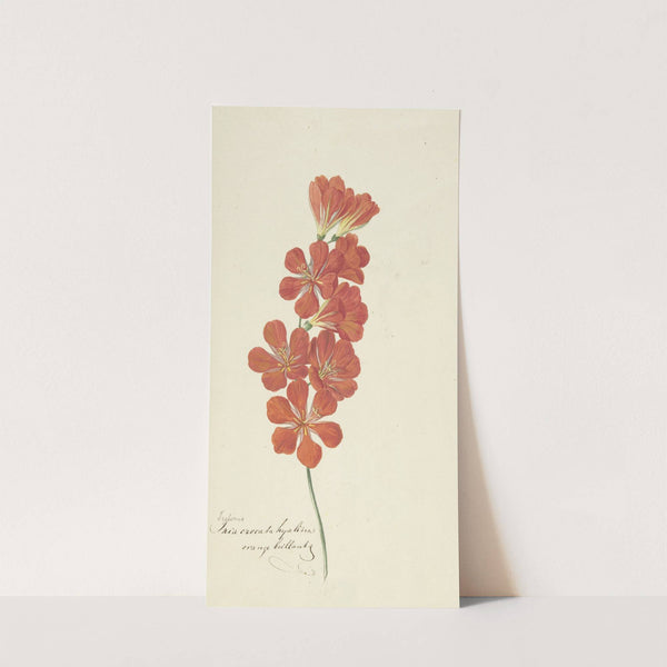 Tritonia Crocata by Hendrik Schwegman