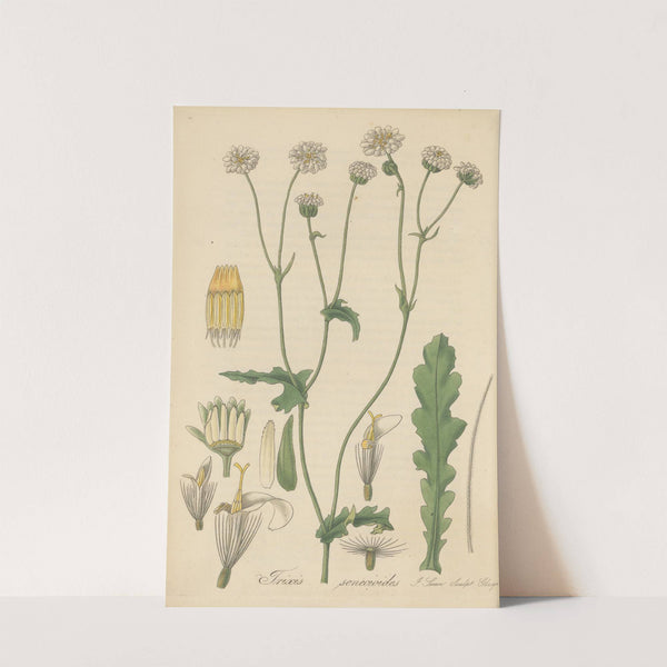 Trixis senecioides by William Jackson Hooker