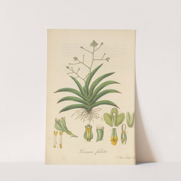 Trizeuxis falcata by William Jackson Hooker