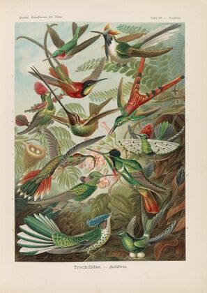 Trochilidae. – Kolibris