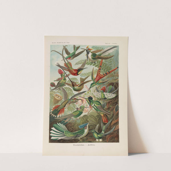 Trochilidae. - Kolibris by Ernst Haeckel