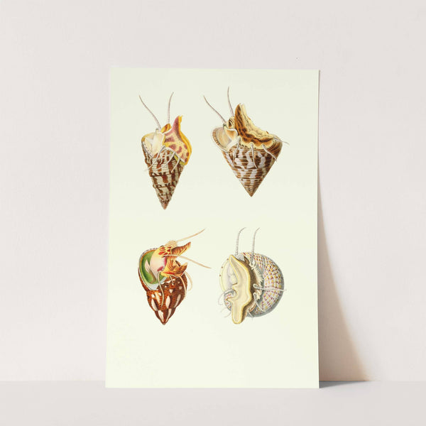 Trochus minutus, Trochus conulus,Phasianella pullus, Trochus divaricatus by Georges Servain