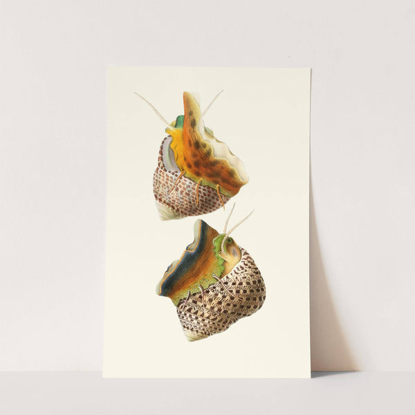 Trochus Turbinas, Trochus articulatus by Georges Servain