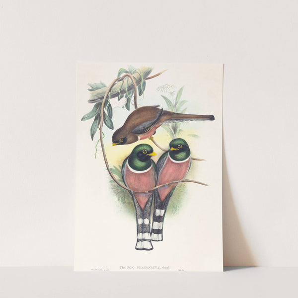 Trogan personatus by John Gould