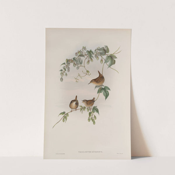 Troglodytes europæus. Common Wren. (1862-1873) by John Gould