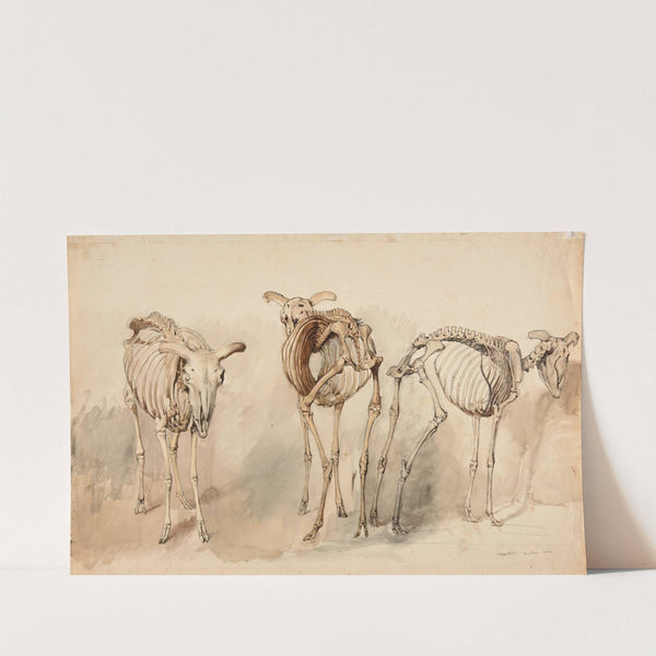 Trois études de squelettes de moutons (1834) by Jacques-Raymond Brascassat