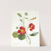 Tropaeolum majus (Garden Nasturtium) by Pierre Joseph Redouté