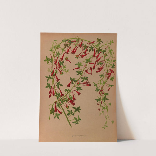 Tropaeolum Pentaphyllum (1872-1881) by Arentina Hendrica Arendsen