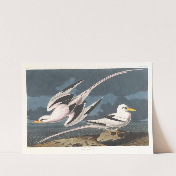 Tropic bird (1827–1838) by John James Audubon