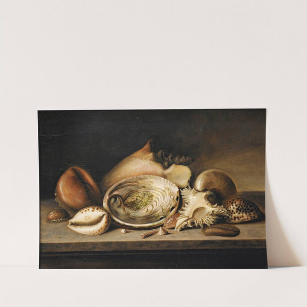 Tropical Sea Shells On A Stone Ledge, Including A Conch, A Giant Murex, Cowries And An Abalone by Circle of Nicolaus Matthes