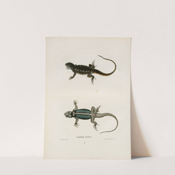 Tropidolepis undulatus. by John Edwards Holbrook