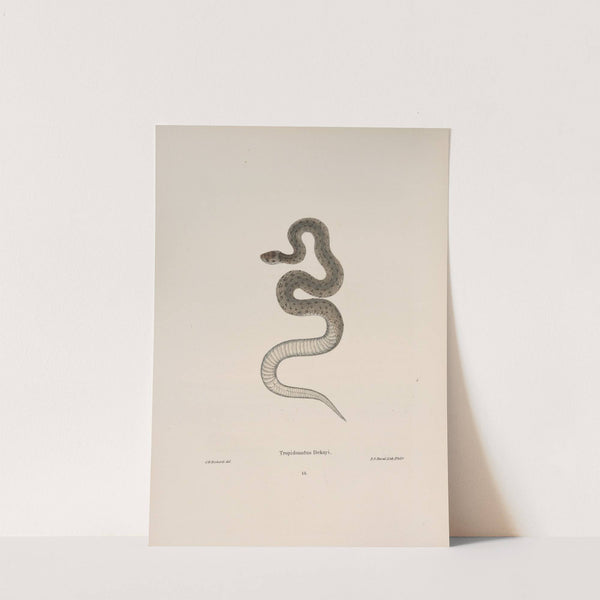 Tropidonotus Dekayi by John Edwards Holbrook