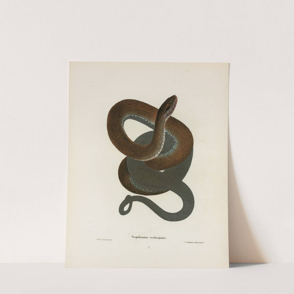 Tropidonotus erythrogaster. by John Edwards Holbrook