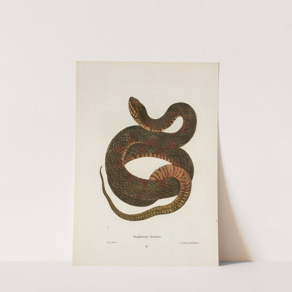 Tropidonotus fasciatus. by John Edwards Holbrook