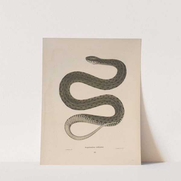 Tropidonotus ordinatus. by John Edwards Holbrook