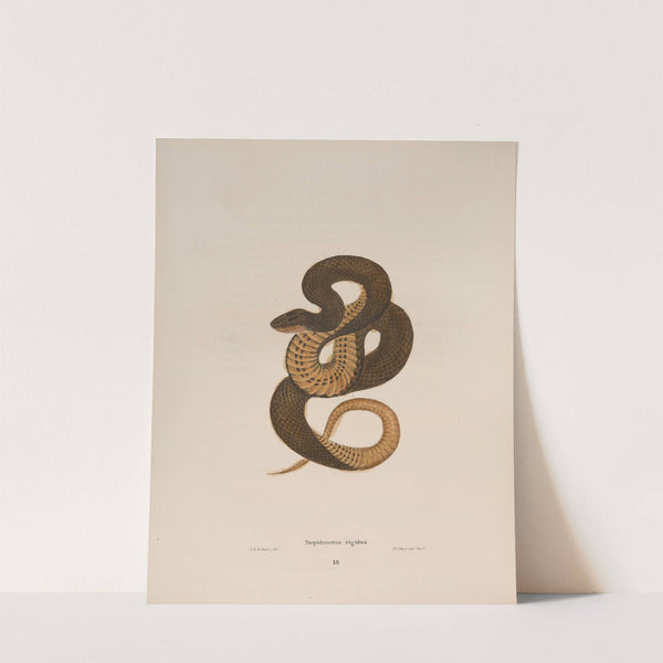 Tropidonotus rigidus. by John Edwards Holbrook