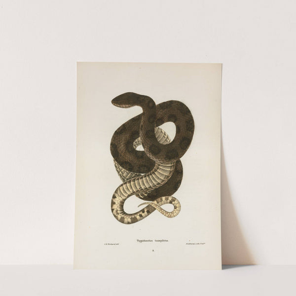 Tropidonotus taxispilotus. by John Edwards Holbrook