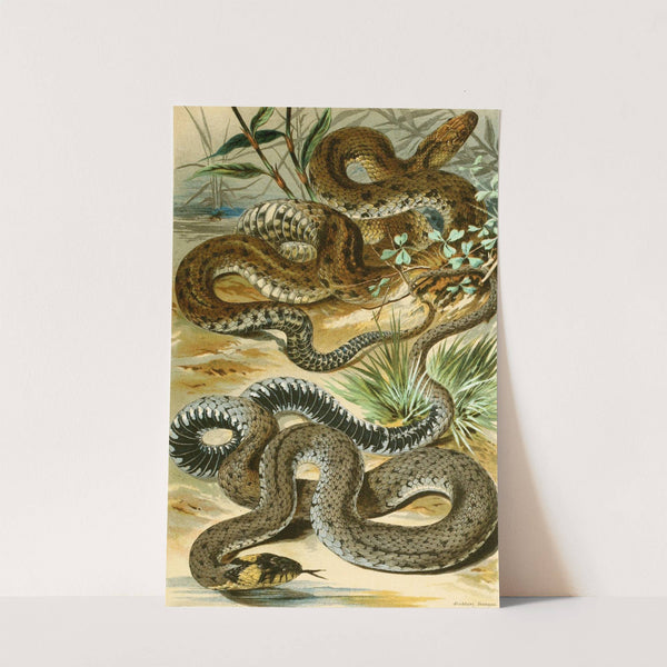 Tropidonotus tessellatus, Tropidonotus natrix by Bruno Dürigen