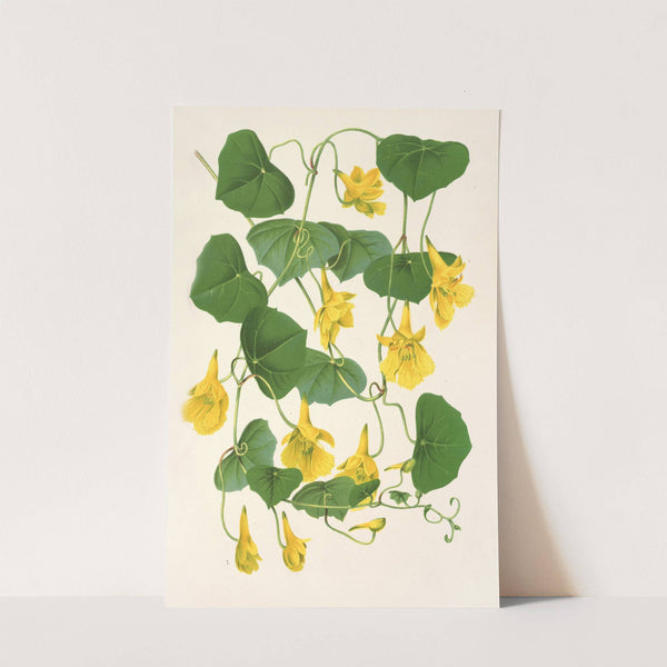 Tropœolum chrysanthum by Charles Antoine Lemaire