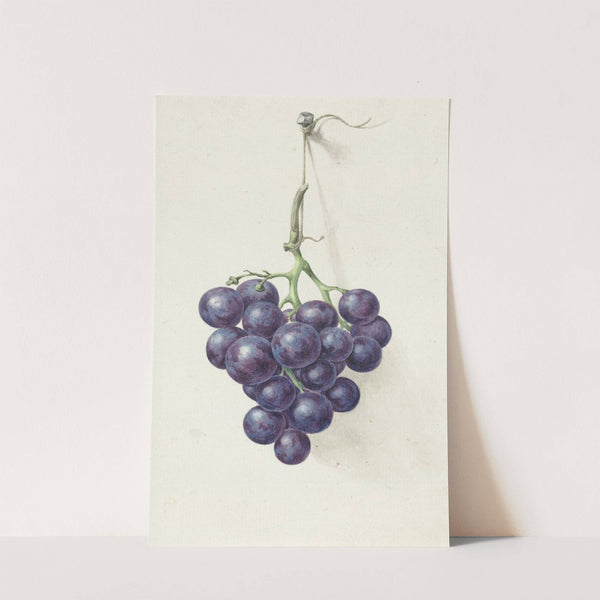 Tros blauwe druiven by Jean Bernard