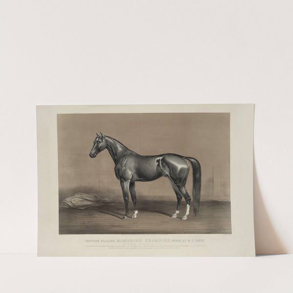 Trotting stallion Mambrino Champion owned by M.F. Foote (1867) by John Cameron
