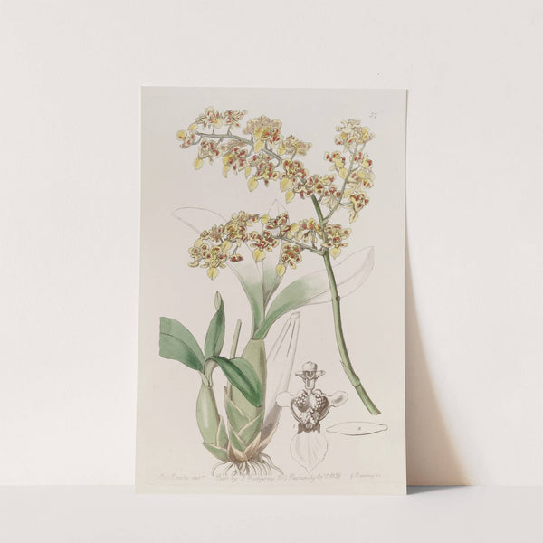 Trowel-lipped Oncidium by Sydenham Edwards