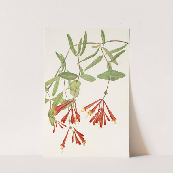 Trumpet Honeysuckle. (Lonicera sempervirens) (1925) by Mary Vaux Walcott